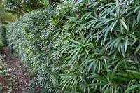 Yew pine