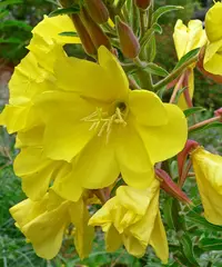Hooker's evening primrose (Oenothera elata) plant