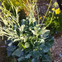 field mustard