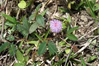 Sensitive Plant (Mimosa pudica) plant