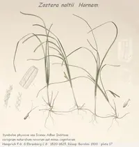 dwarf eelgrass