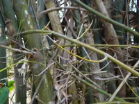 Bambusa spinosa