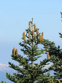 Greek Fir