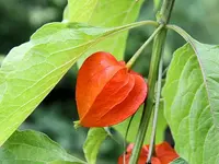 Japanese-lantern