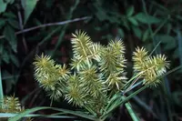 strawcolored flatsedge