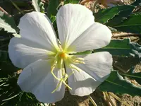 birdcage evening primrose (Oenothera deltoides) plant