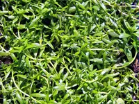 vernal water-starwort