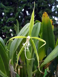fringed star orchid