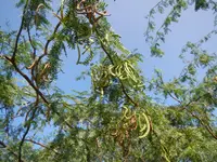 Sweet acacia (Vachellia farnesiana) plant