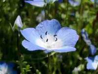 baby blue eyes (Nemophila menziesii) plant