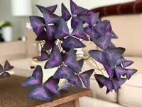 Oxalis triangularis leaves