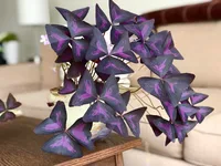 Oxalis triangularis leaves