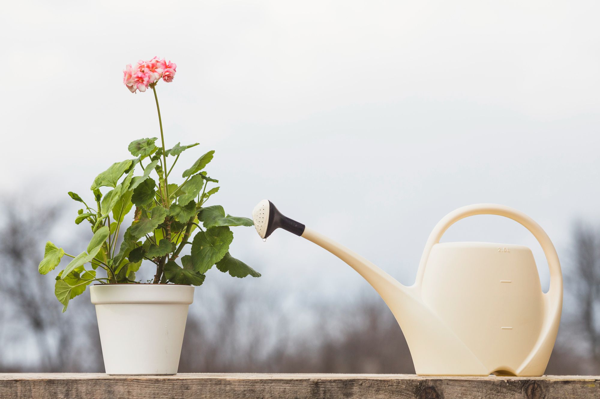 Types of Water for Plants