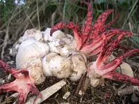 devil's-fingers