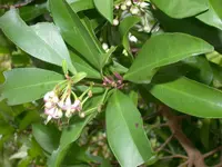 Siebold Ardisia