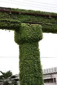 Japanese Creeper (Parthenocissus tricuspidata) plant