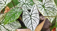 Fancy-leaf Caladium