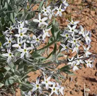 woolly bluestar