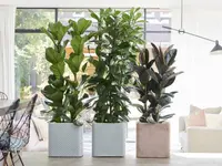 African fig tree