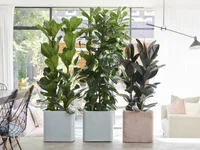African fig tree