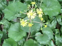 Leopard plant
