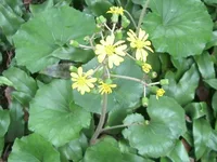 Leopard plant (Farfugium japonicum) plant