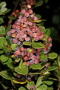 Bluefruit Currantrhus