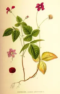 arctic raspberry (Rubus arcticus) plant