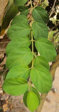 miracle fruit (Gymnema sylvestre) plant