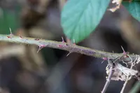 Rubus loehrii