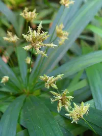 Dwarf striped umbrella sedge