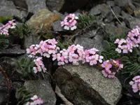Burnt Candytuft