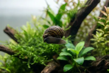 Snail Grazing