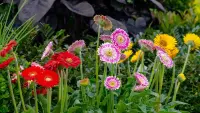 Gerbera jamesonii outdoor