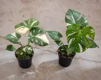 Monstera deliciosa 'Thai Constellation' in the pot