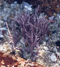 Calliarthron tuberculosum