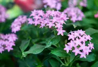 Pentas lanceolata