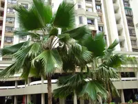 Fiji fan palm