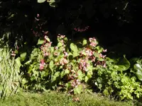 Hardy begonia