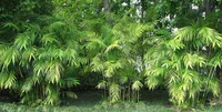 Bamboo Palm (Chamaedorea seifrizii) plant