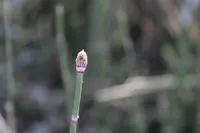 Equisetum hyemale top part