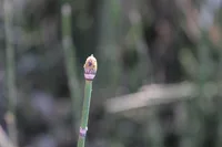 Equisetum hyemale top part