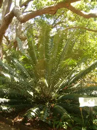 Barberton cycad