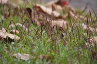 centipede grass Identification Guide