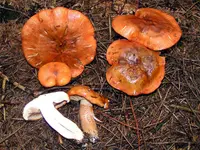 golden orange tricholoma