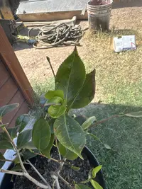 Japanese camellia photo by a Botan App user