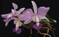 Cattleya walkeriana