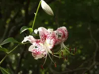 Japanese lily (Lilium speciosum) plant