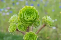 Aeonium arboreum in the garden