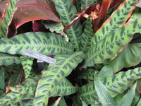 Rattlesnake-plant (Goeppertia insignis) plant